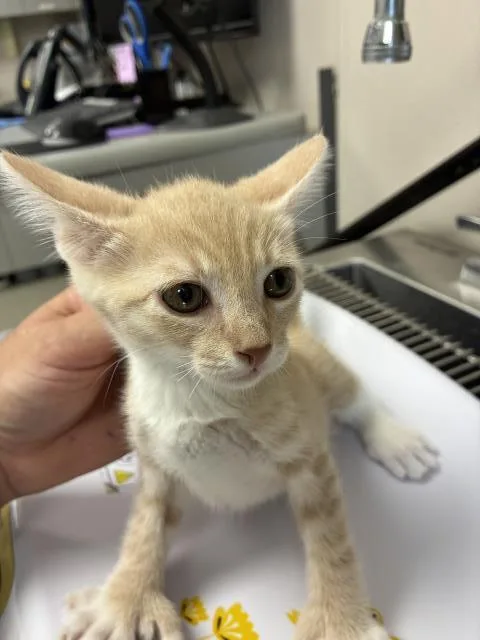 A baby small-sized male Domestic Short Hair cat named Ross for adoption in Visalia, CA