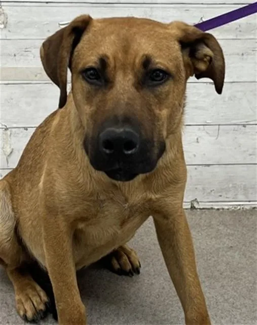 A young medium-sized male Labrador Retriever dog named Wookie for adoption in San Bernardino, CA
