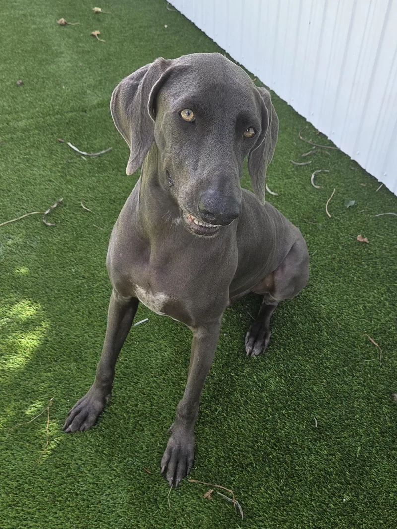 Grey Goose thumbnail 2