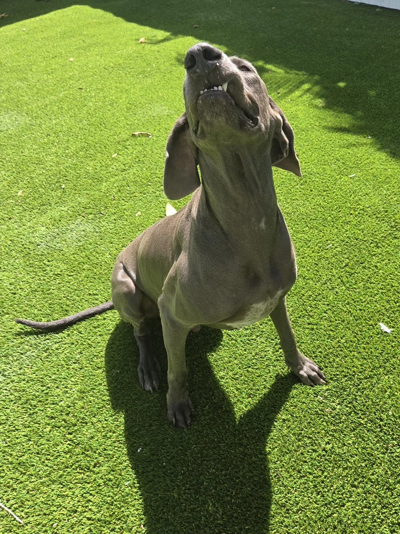 Grey Goose thumbnail 4