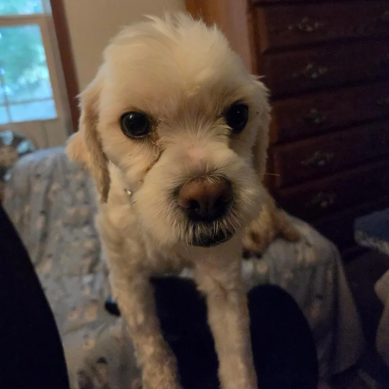 A young small-sized male White / Cream Goldendoodle dog named Ben for adoption in Fowlerville, MI