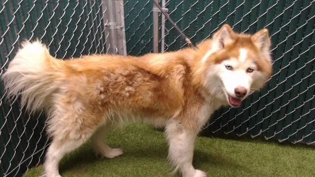 An adult medium-sized female Siberian Husky dog named H.m. for adoption in Downey, CA
