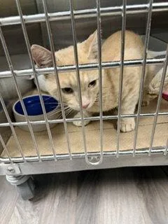 An adult medium-sized male Orange & White Domestic Short Hair cat named Ivan for adoption in Trenton, NJ