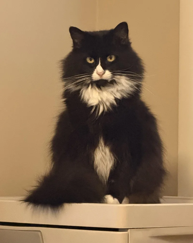 A young medium-sized female Domestic Long Hair cat named Jilly for adoption in Trexlertown, PA
