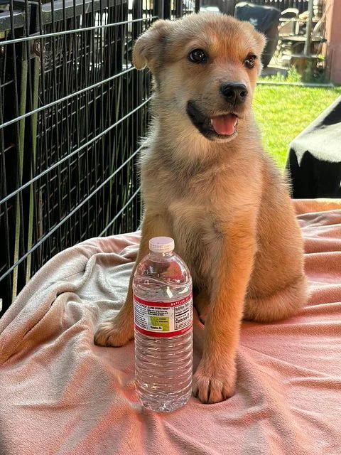 A baby medium-sized female White / Cream Husky dog named Leia The Shepsky for adoption in Studio City, CA