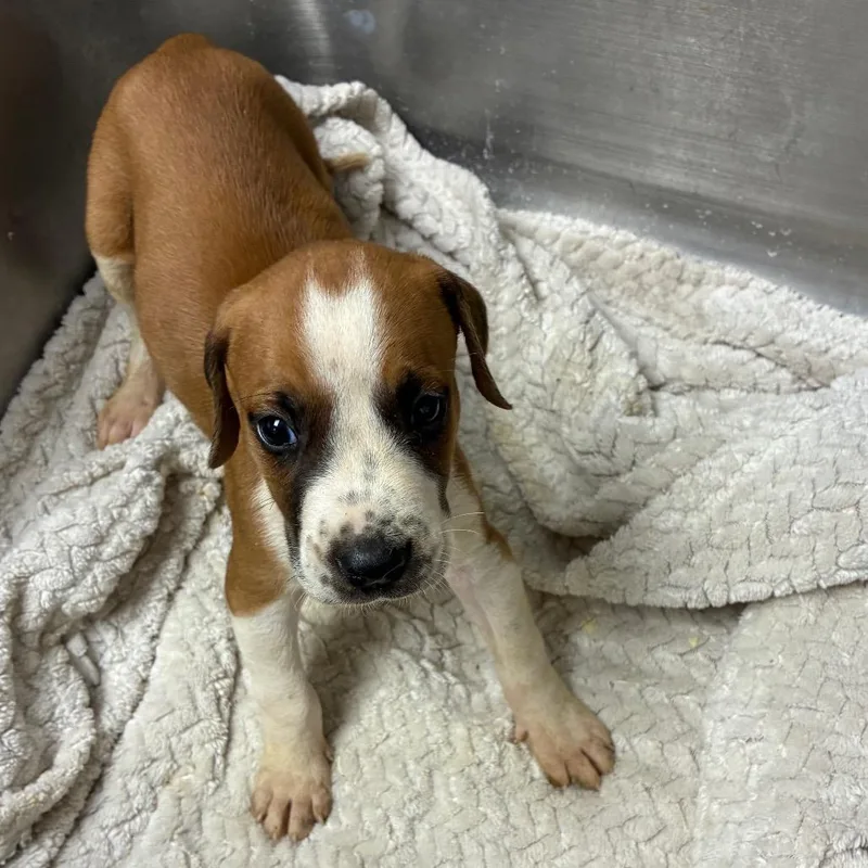 A baby small-sized male Hound dog named Oatmeal for adoption in Birmingham, AL