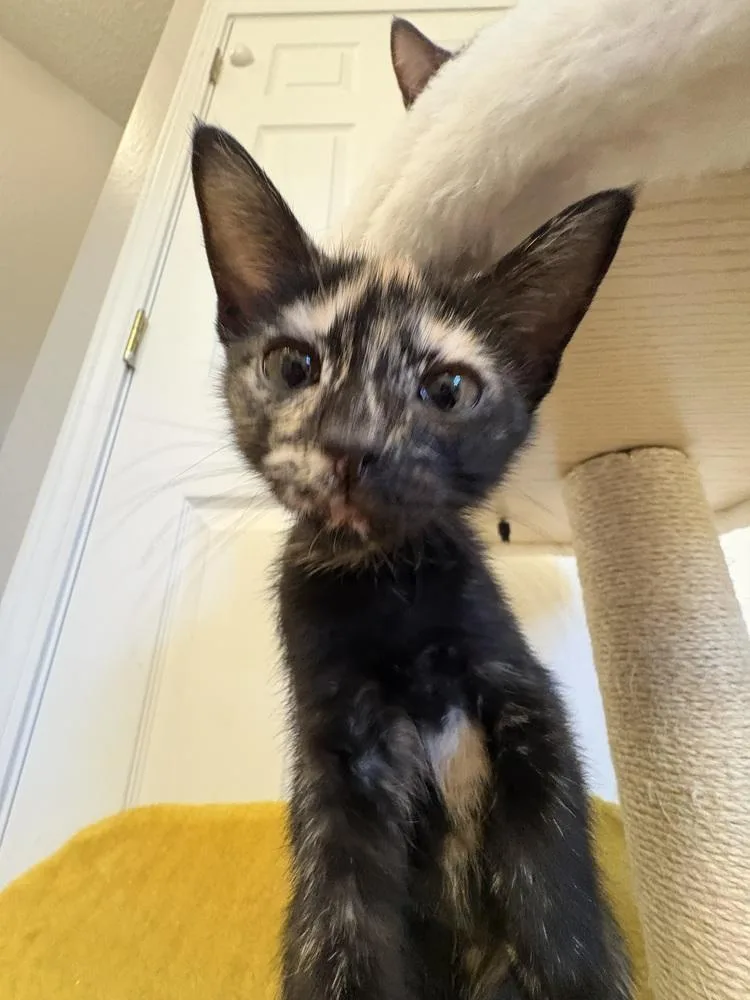 A baby small-sized female Tortoiseshell Domestic Short Hair cat named Pub Sub for adoption in Fort Walton Beach, FL