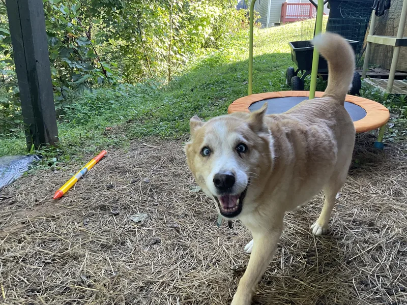 A senior medium-sized female Canaan Dog dog named Sheik for adoption in Clyde, NC