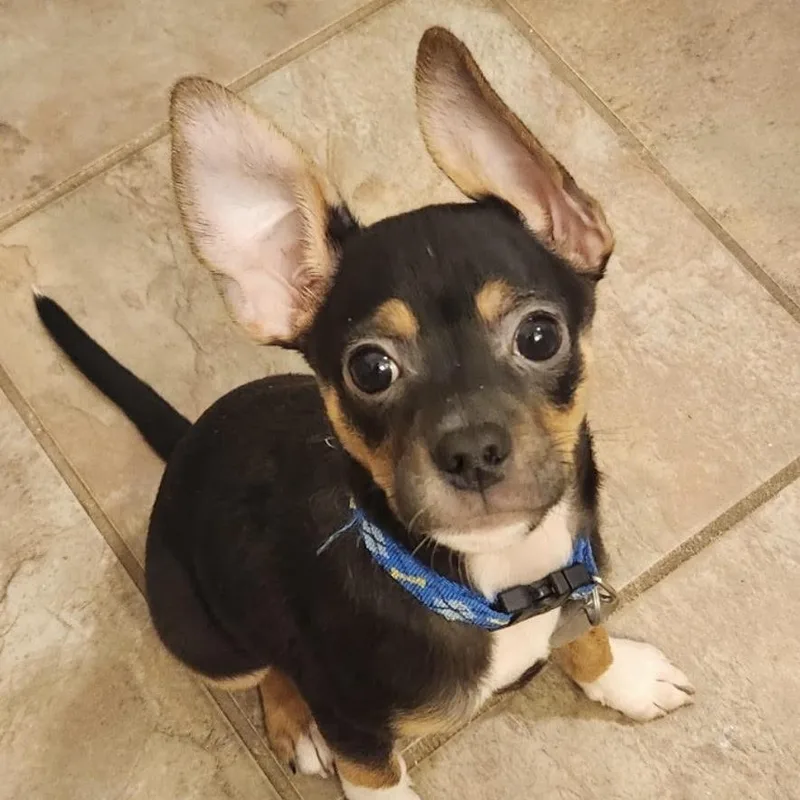A young small-sized male Chihuahua dog named Scooter for adoption in Stokesdale, NC