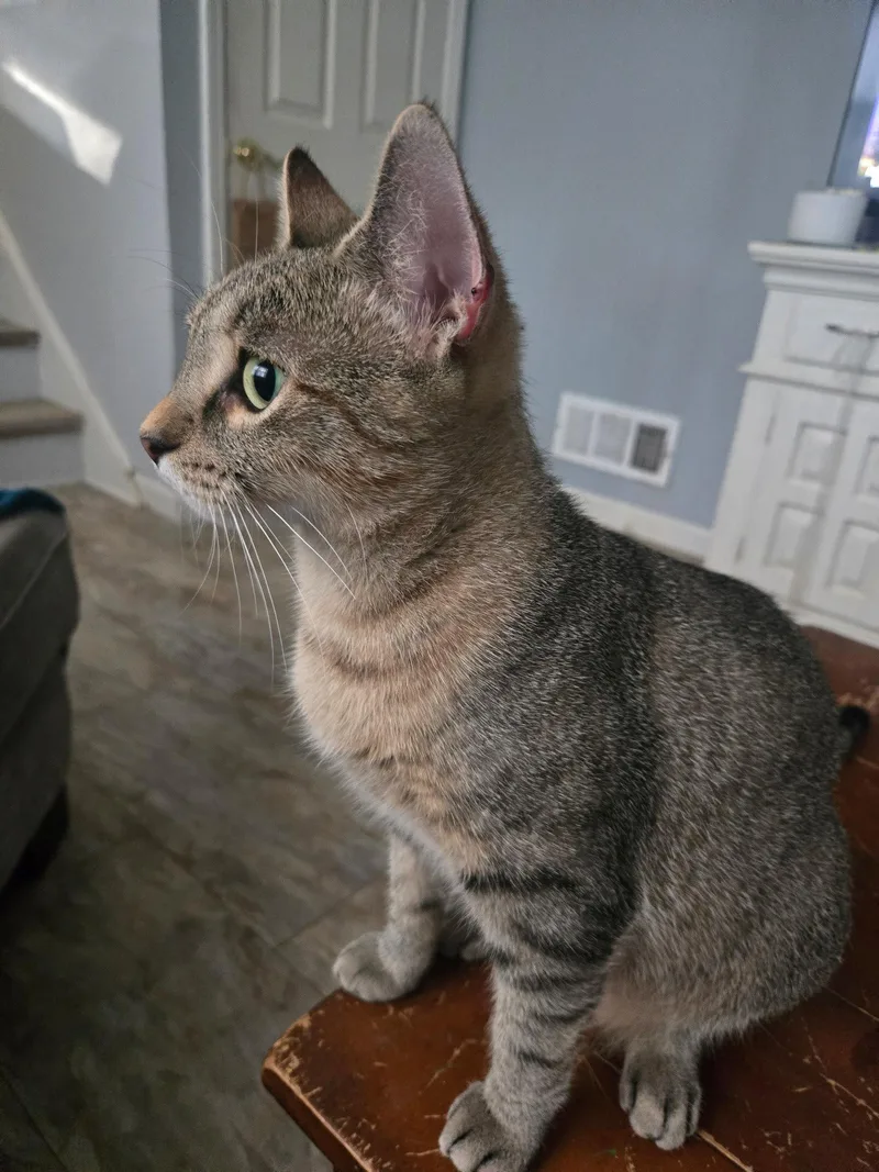 An adult medium-sized female Domestic Short Hair cat named NalaJoy for adoption in Trenton, NJ