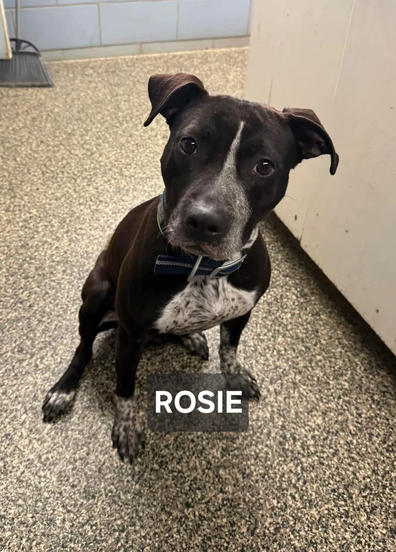 Rosie