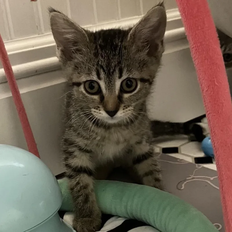 A baby small-sized female Brown / Chocolate Domestic Short Hair cat named Dancer for adoption in Overland Park, KS