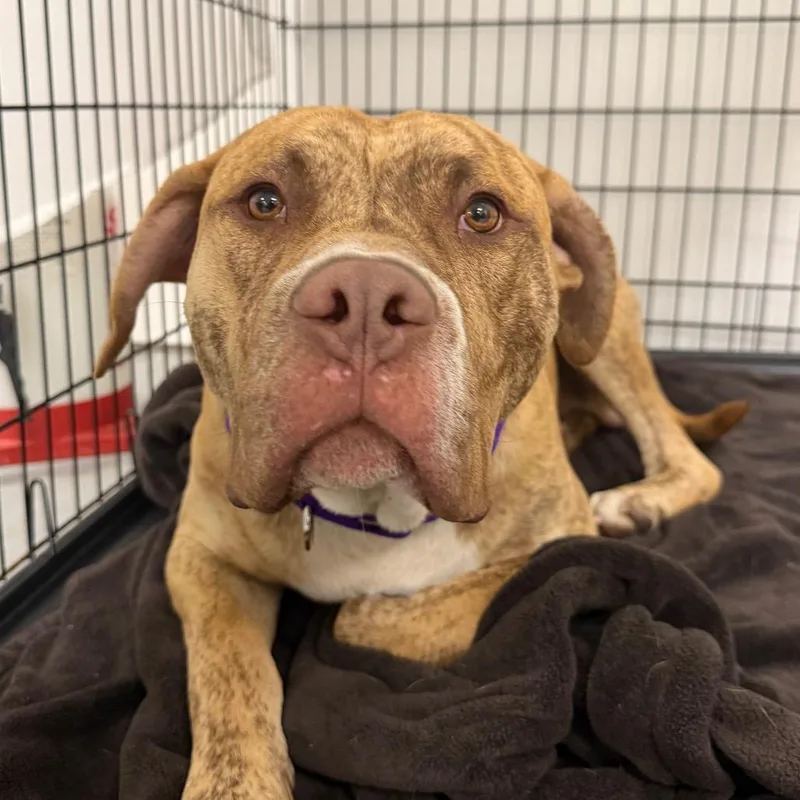 An adult medium-sized male Brown / Chocolate Pit Bull Terrier dog named Summer for adoption in Philadelphia, PA