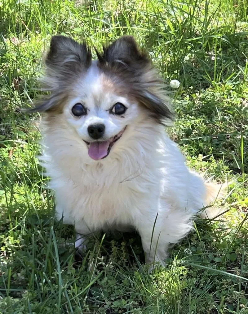 A senior small-sized female Chihuahua dog named Paloma for adoption in Norfolk, VA