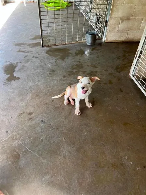 A baby medium-sized male White / Cream Terrier dog named Kylo for adoption in Port Lavaca, TX
