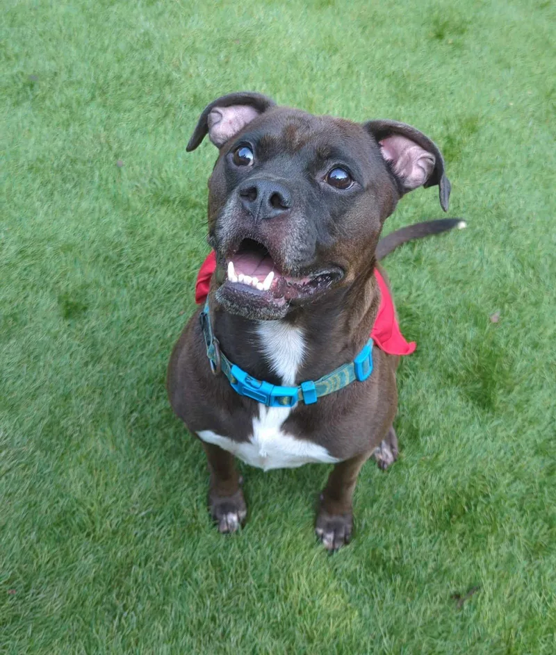 A young medium-sized male Boxer dog named Kage for adoption in Calhoun, GA