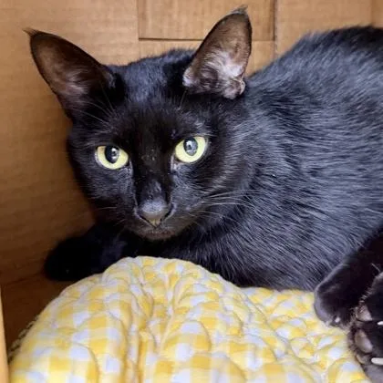 An adult small-sized female Black Domestic Short Hair cat named Artemis for adoption in Atlanta, GA