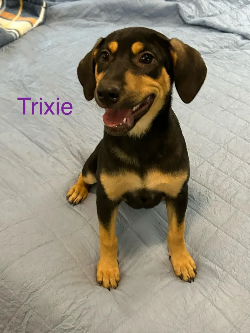 Trixie thumbnail 3