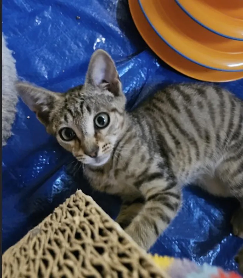 A baby medium-sized male Domestic Short Hair cat named Independence for adoption in York, PA