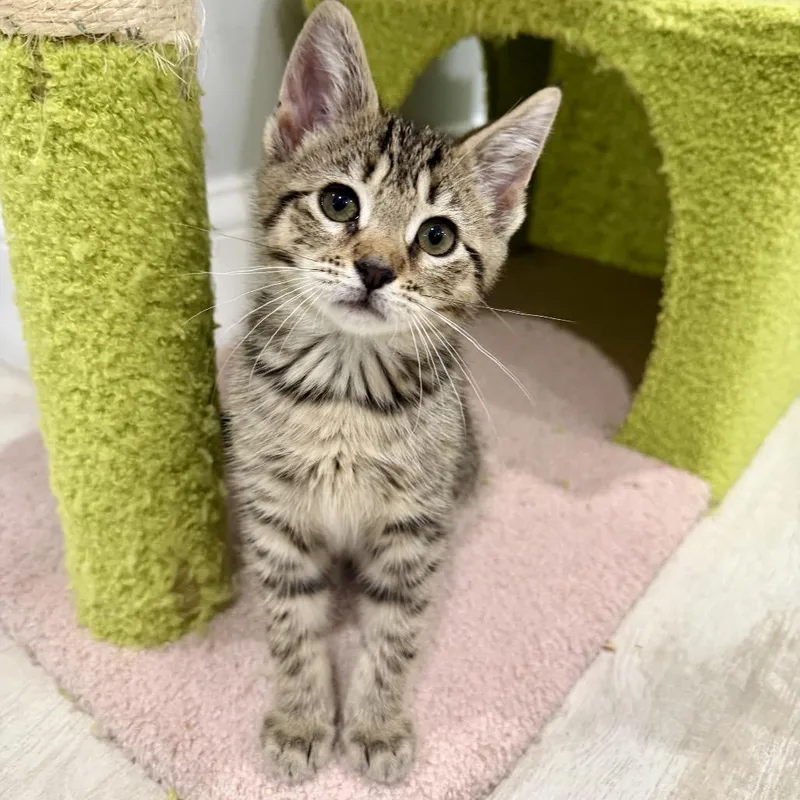 A baby small-sized female Brown / Chocolate Domestic Short Hair cat named Daphine for adoption in Middle Village, NY