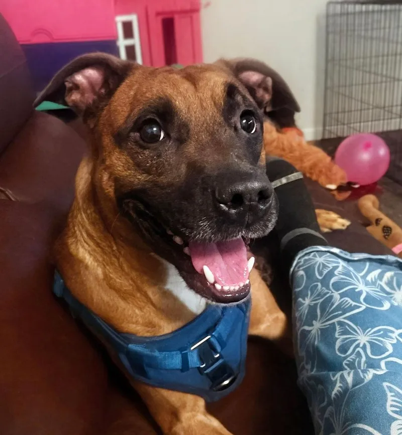 A young medium-sized male Boxer dog named Teddy for adoption in Bowie, MD