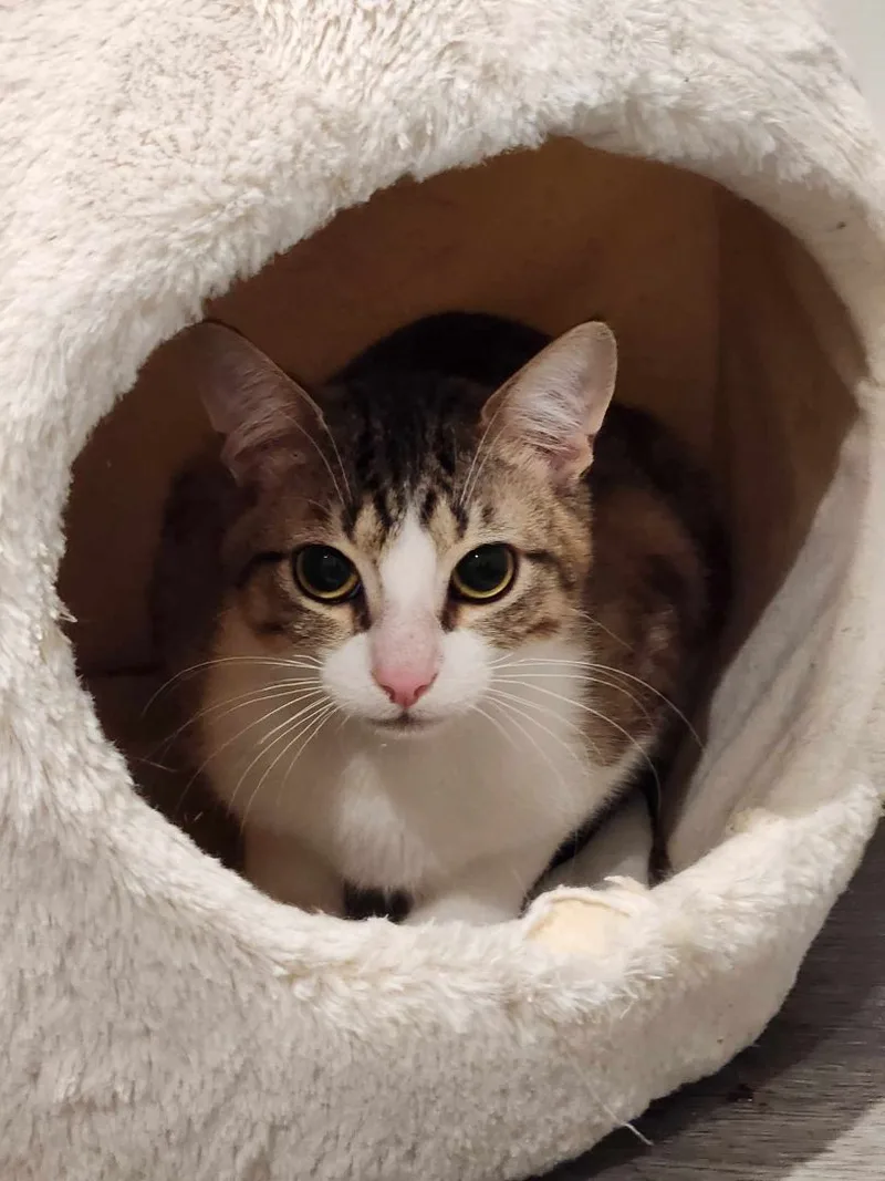 A young medium-sized male Tabby (Brown / Chocolate) Egyptian Mau cat named Juan Carlos for adoption in HEMET, CA