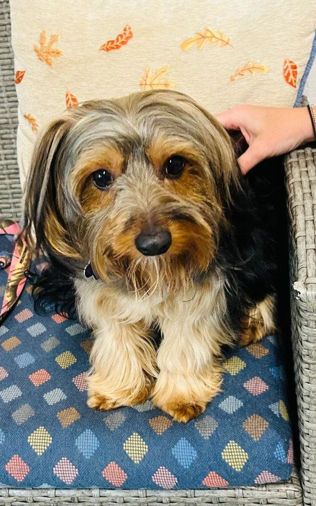 A young small-sized male Yorkshire Terrier dog named Cooper for adoption in Ellijay, GA