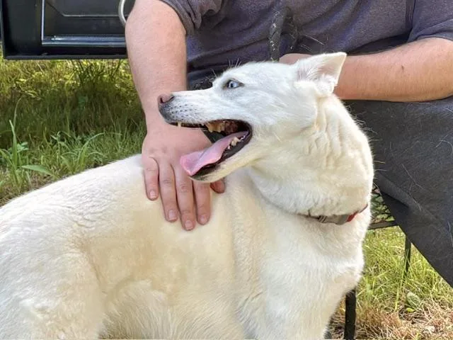 An adult medium-sized female White / Cream Husky dog named Pandora for adoption in East Hartland, CT