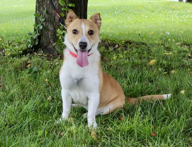 A young medium-sized female Apricot / Beige Corgi dog named Lainey for adoption in Blair, NE