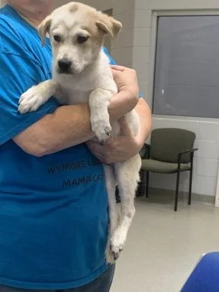 A young medium-sized male Australian Shepherd dog named Mojo for adoption in Beatrice, NE