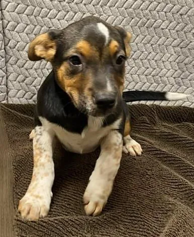 A baby large-sized female Mixed Breed dog named Poppyseed for adoption in Lampasas, TX
