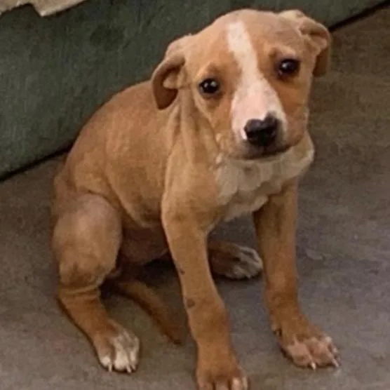 A baby medium-sized female Yellow / Tan / Blond / Fawn American Staffordshire Terrier dog named Solace for adoption in Escondido, CA
