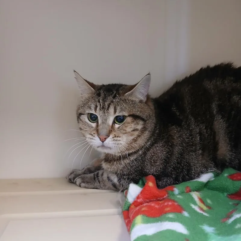 An adult small-sized male Buff / Tan / Fawn Domestic Short Hair cat named Billy for adoption in Cody, WY