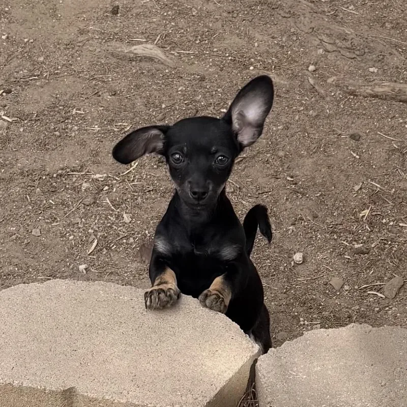 A baby small-sized male Black Dachshund dog named Puppy Brewster for adoption in Las Vegas, NV