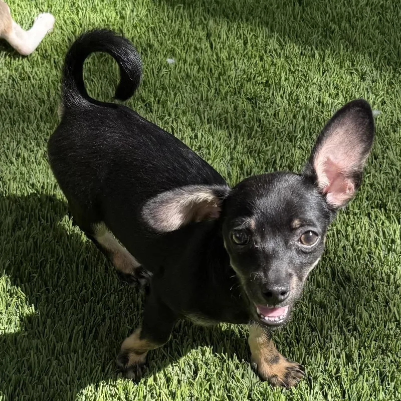 Puppy Brewster thumbnail 2