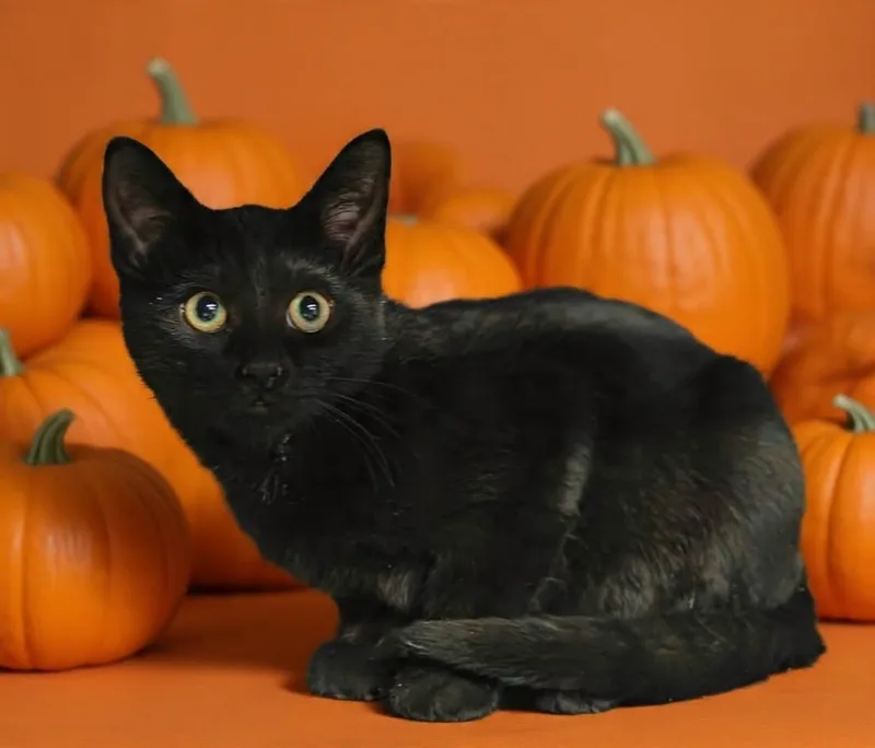 A baby small-sized male Black Domestic Short Hair cat named Harry for adoption in Talladega, AL