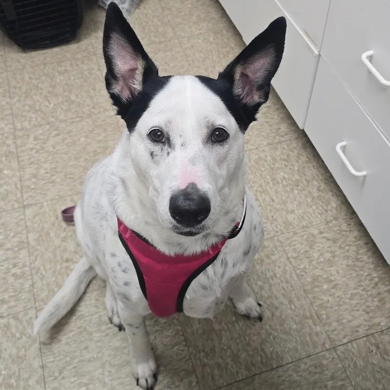An adult large-sized female White / Cream Australian Cattle Dog / Blue Heeler dog named Hiro for adoption in Milan, IL
