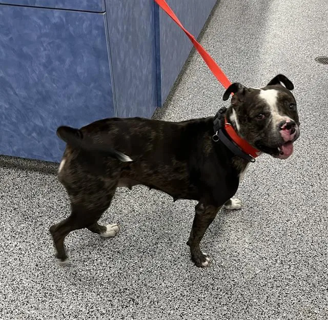 A young medium-sized female Mixed Breed dog named Peach for adoption in Palmetto, FL