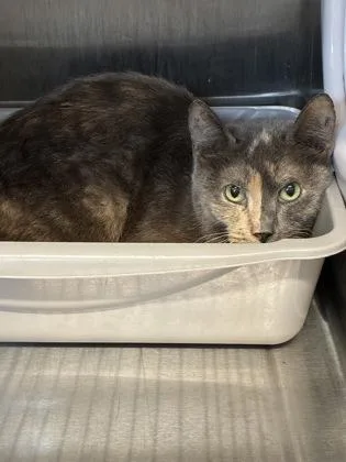 An adult large-sized female Domestic Short Hair cat named Chud for adoption in Lafayette, IN