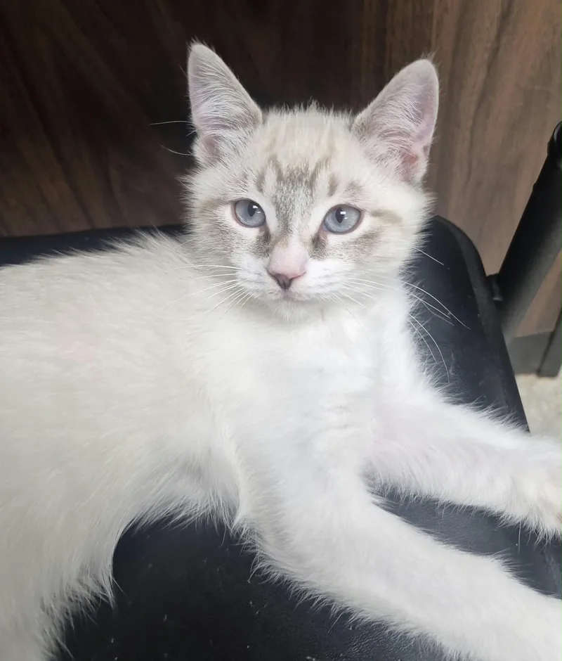 A baby small-sized male Siamese cat named Flurry for adoption in Hollister, CA