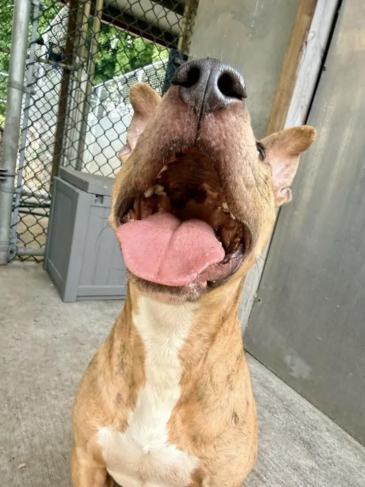 An adult medium-sized male Brindle Pit Bull Terrier dog named Shiitake for adoption in Chicago, IL