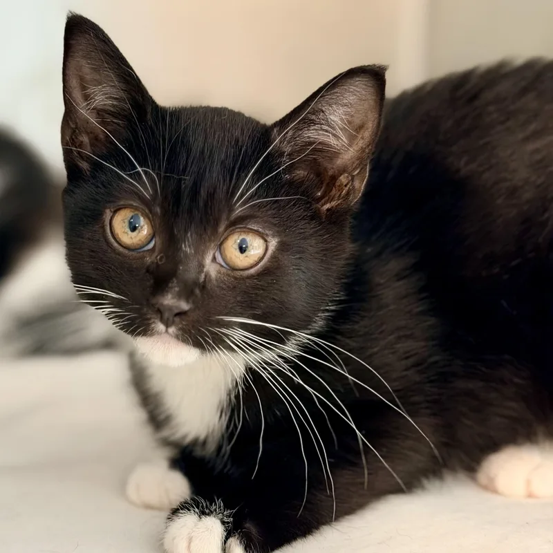 A baby medium-sized female Black & White / Tuxedo Domestic Short Hair cat named Orca for adoption in Jackson, NJ
