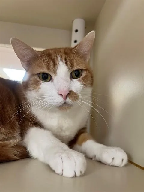 An adult small-sized male Domestic Short Hair cat named Jake for adoption in Thousand Palms, CA