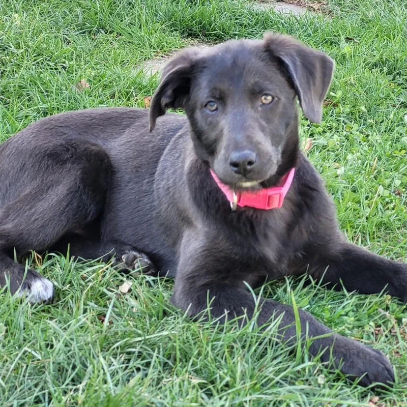 A baby small-sized female Gray / Blue / Silver Mixed Breed dog named Niniam for adoption in Fredericksburg, VA