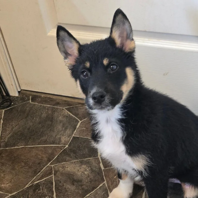 A baby medium-sized male Black Husky dog named Smokey for adoption in Oakville, WA