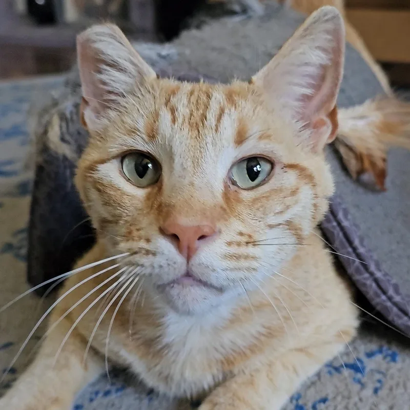 An adult medium-sized male Orange & White Domestic Short Hair cat named Tony Stark for adoption in San Diego, CA