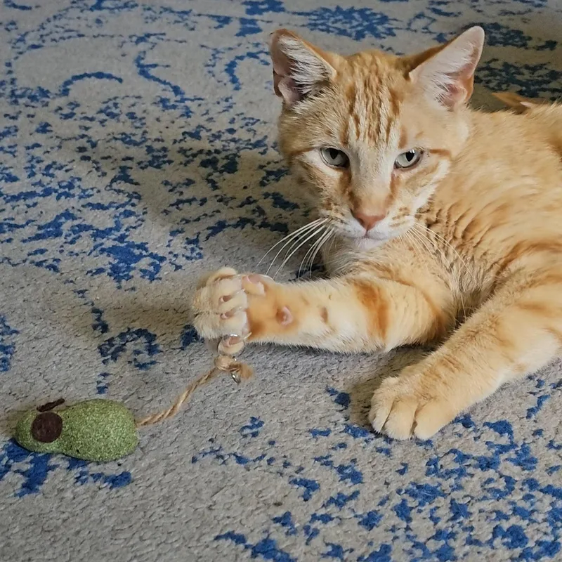 Tony Stark thumbnail 3