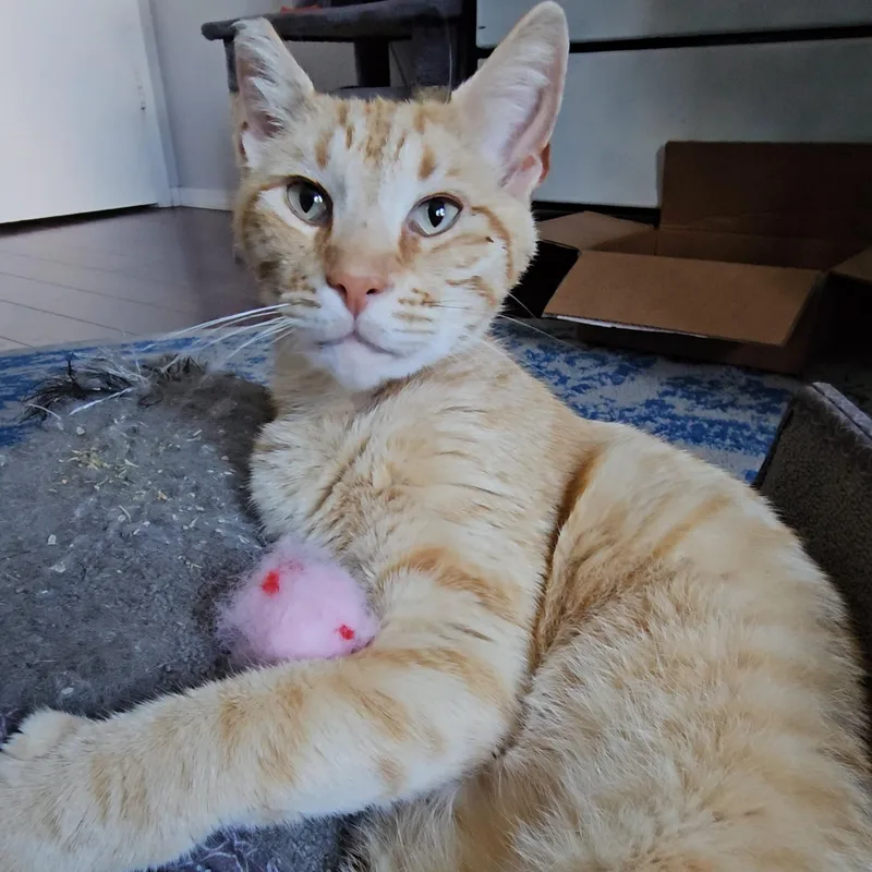 Tony Stark thumbnail 4