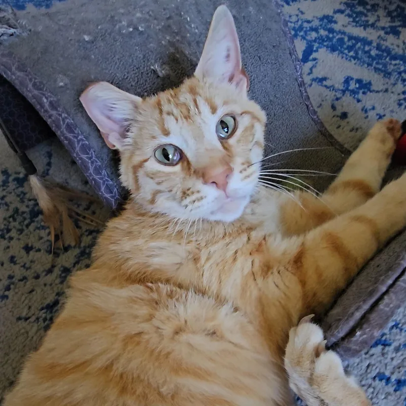 Tony Stark thumbnail 5