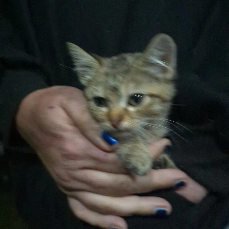 A young small-sized female Gray / Blue / Silver American Shorthair cat named Skully for adoption in West Plains, MO
